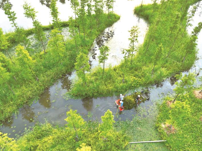 洲际梦幻岛清理水草
